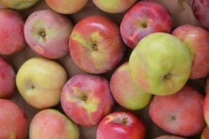 apple McIntosh