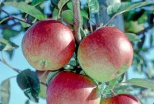 apple braeburn