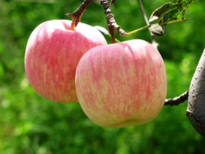 apple fuji