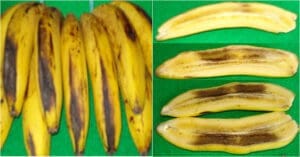 bananas bruised