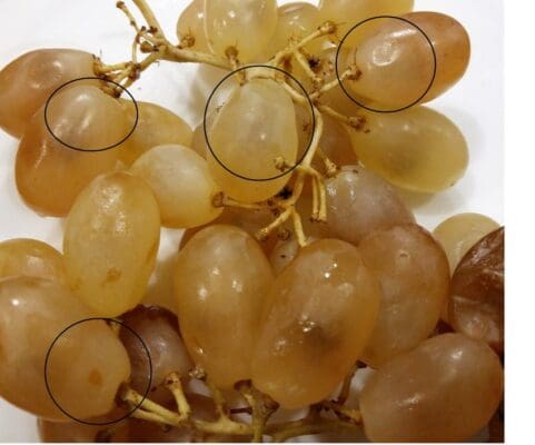 grapes bad