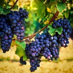 grapes concord