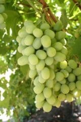 grape cotton candy
