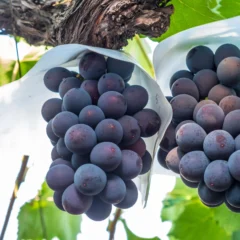 grapes kyoho