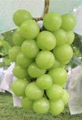 grapes muscat