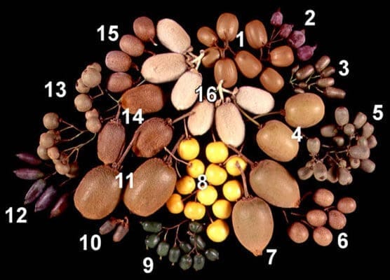 kiwi varieties