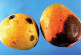 mango large black spots