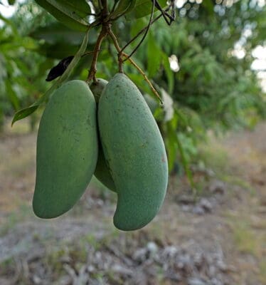 Thai green mango