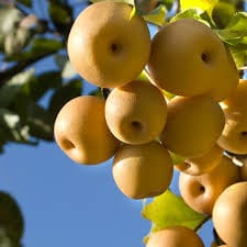 Shin Li (Asian Pear)