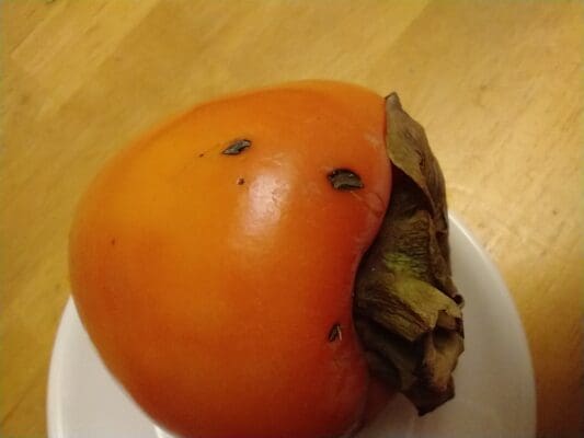 persimmon small nicks