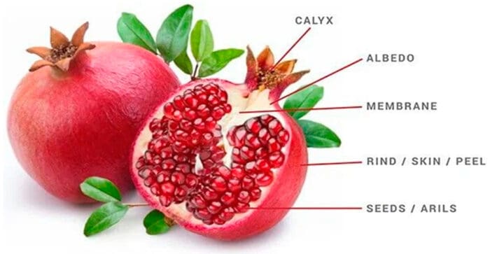 pomegranate structure