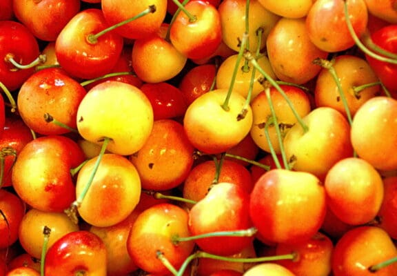 Rainier cherries