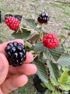 red (unripe) blackberries