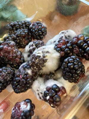 moldy blackberries