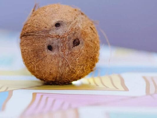 coconut eyes