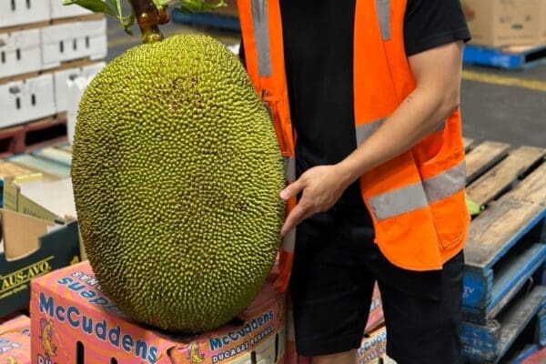 big jackfruit