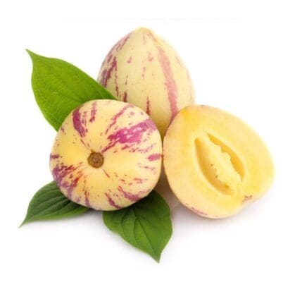 ginseng fruit