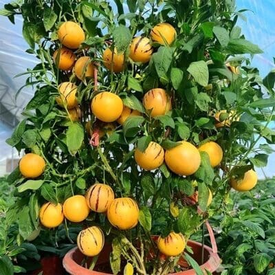 ginseng fruit tree