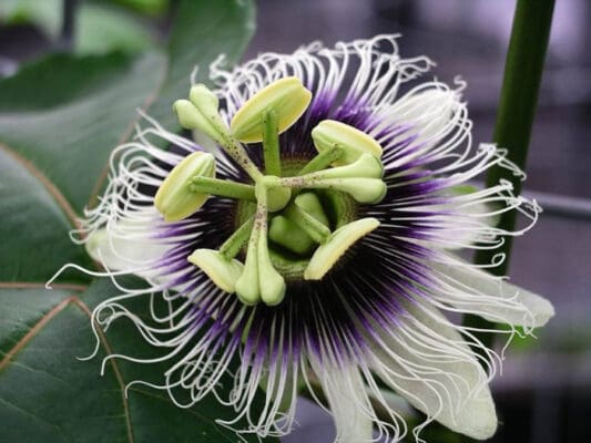 passion fruit flower