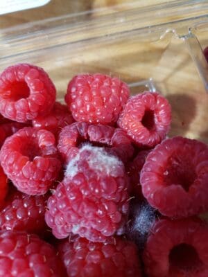 raspberry mold