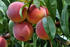 redhaven peach
